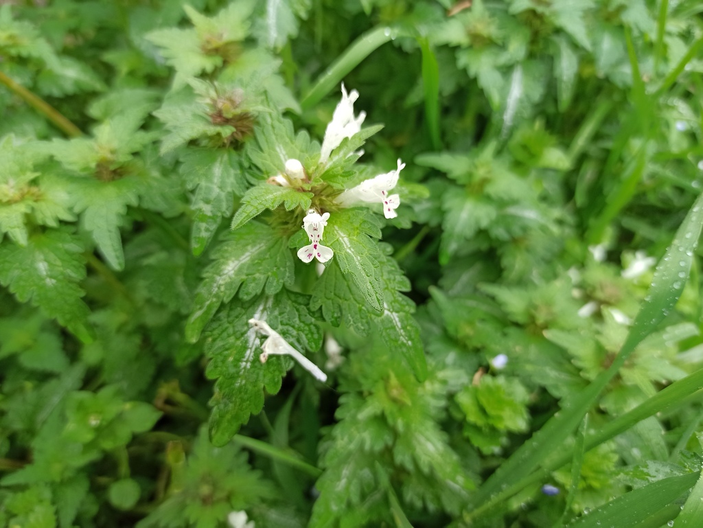 Lamium bifidum from Бјелиши, Црна Гора on March 9, 2024 at 03:16 PM by ...