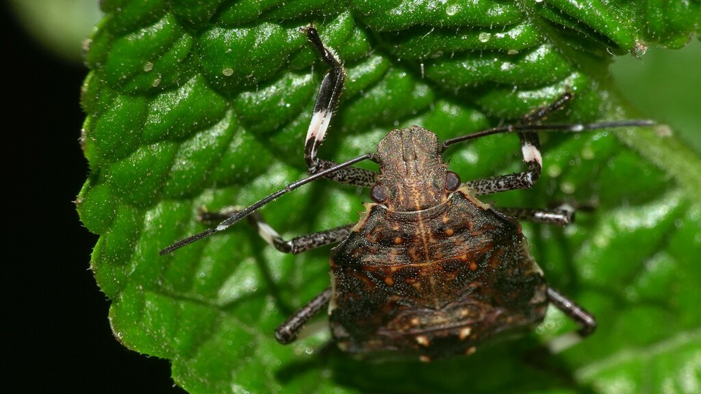 Halyomorpha from Mahim Nature Park on March 9, 2024 at 09:42 AM by ...