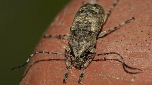 Phloeobius gigas, 2024-03-09