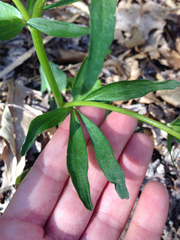 Ranunculus abortivus