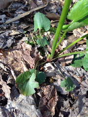 Ranunculus abortivus