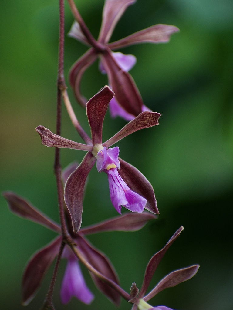 Encyclia × osmentii