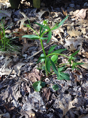 Ranunculus abortivus