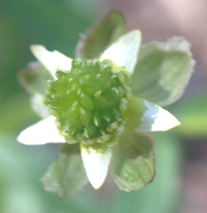 Ranunculus abortivus
