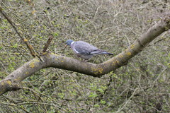 Columba palumbus