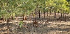 Tetracerus quadricornis