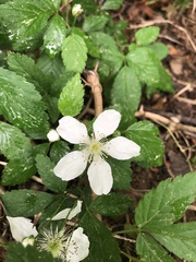 Rubus ostryifolius