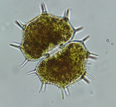 Xanthidium cristatum