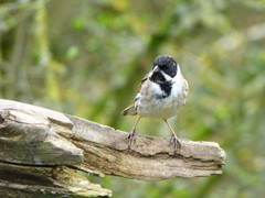 Emberiza schoeniclus