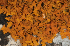 Xanthoria aureola