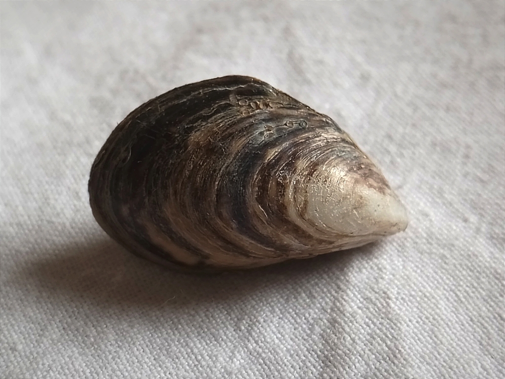 Quagga Mussel, photo 1 of 7