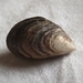 Quagga Mussel - Photo (c) SunnyKoopaSnail, some rights reserved (CC BY-NC), uploaded by SunnyKoopaSnail