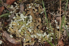 Cladonia convoluta
