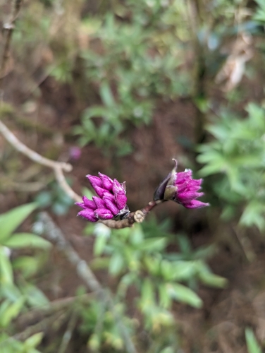 Image of Daphne bholua by (c) Sagnik Dutta Roy, some rights reserved (CC BY)