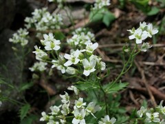 Draba ramosissima
