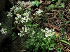 Draba ramosissima