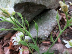 Draba ramosissima