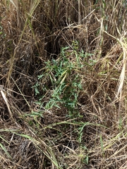 Calystegia peirsonii