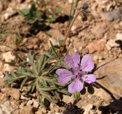 Geranium tuberosum
