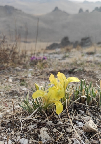 Image of Iris potaninii by (c) Юлия, some rights reserved (CC BY)