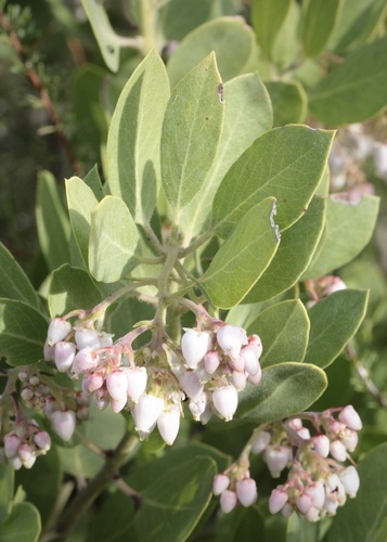 Eastwood's Manzanita