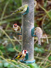 Carduelis carduelis