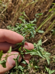 Calystegia peirsonii