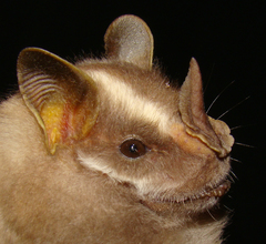 Vampyrodes caraccioli major