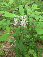 Valeriana pauciflora