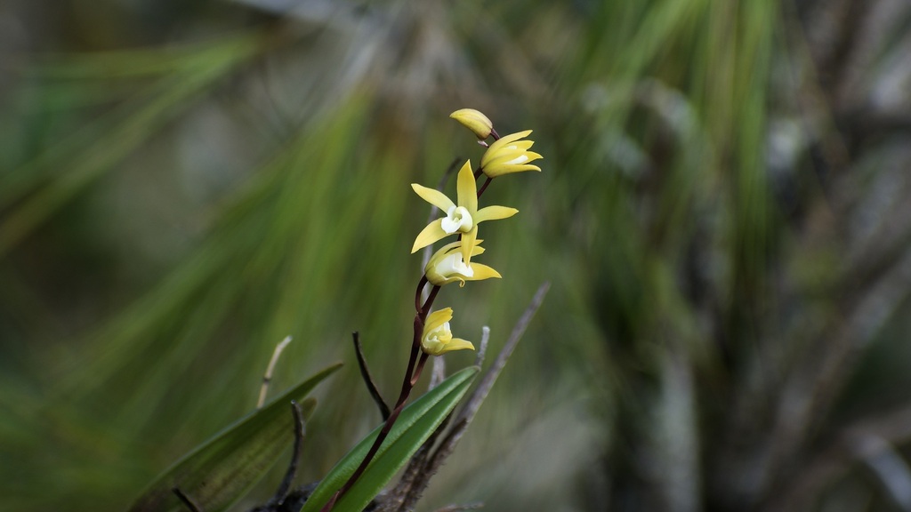 Dilomilis oligophylla