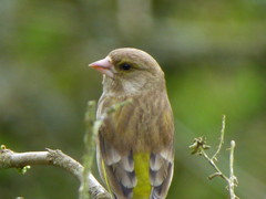 Chloris chloris