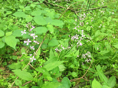 Iodanthus pinnatifidus