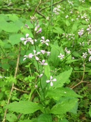 Iodanthus pinnatifidus