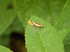 Harpella forficella