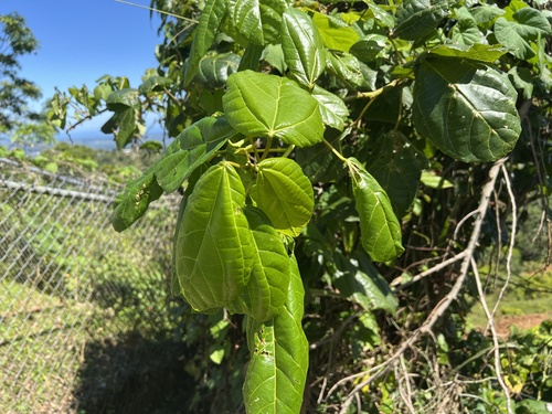 Foto de Tapiá