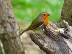 Erithacus rubecula