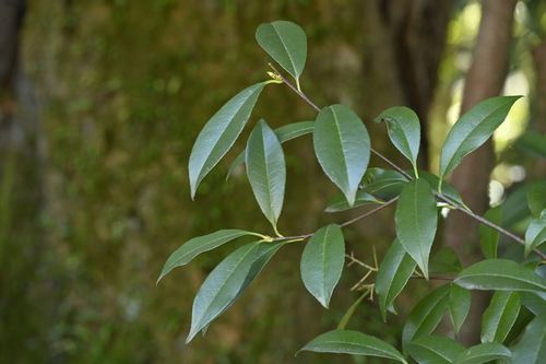 Image of Photinia glabra by (c) 曾昱承 Yu-Cheng Zeng, some rights reserved (CC BY)