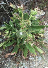 Phacelia imbricata