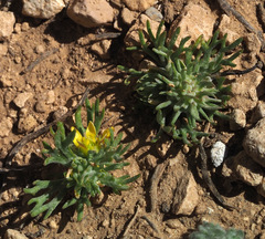 Ceratocephala falcata