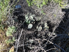Opuntia basilaris brachyclada
