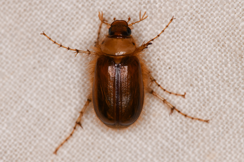 Phobetus ciliatus