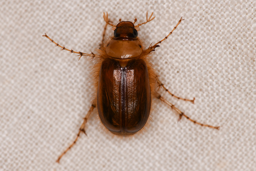 Phobetus ciliatus