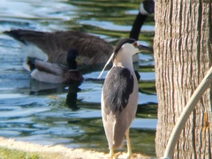 Nycticorax nycticorax