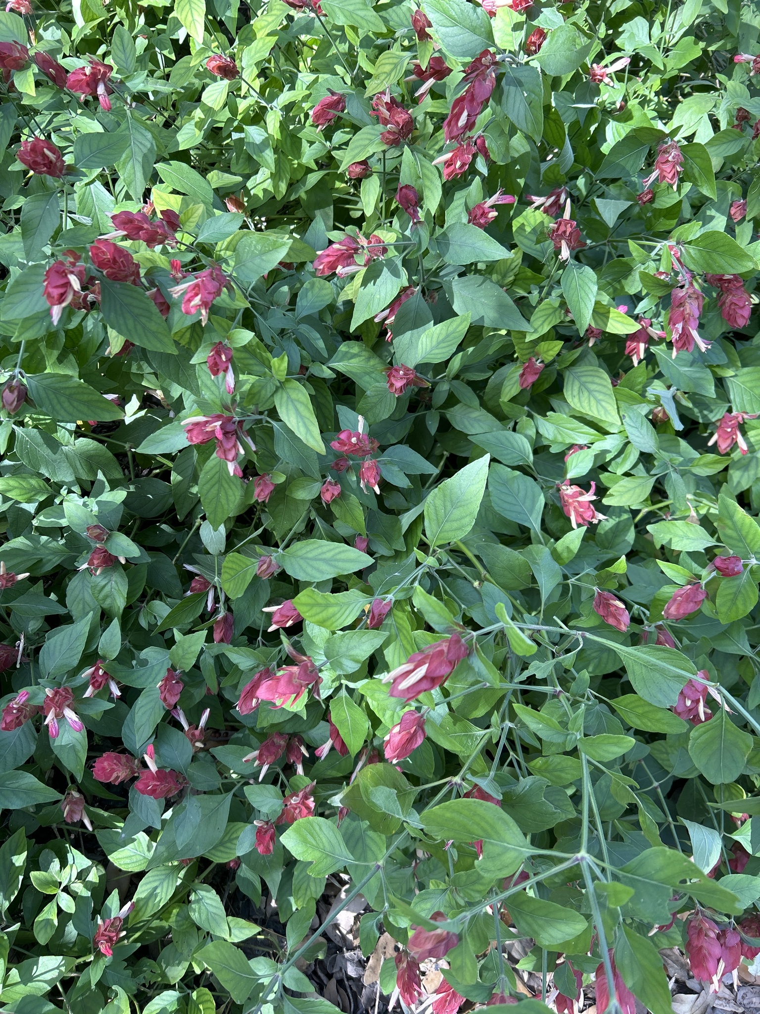 Imagem de Camarão-vermelho