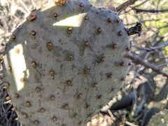 Opuntia basilaris brachyclada