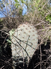 Opuntia basilaris brachyclada