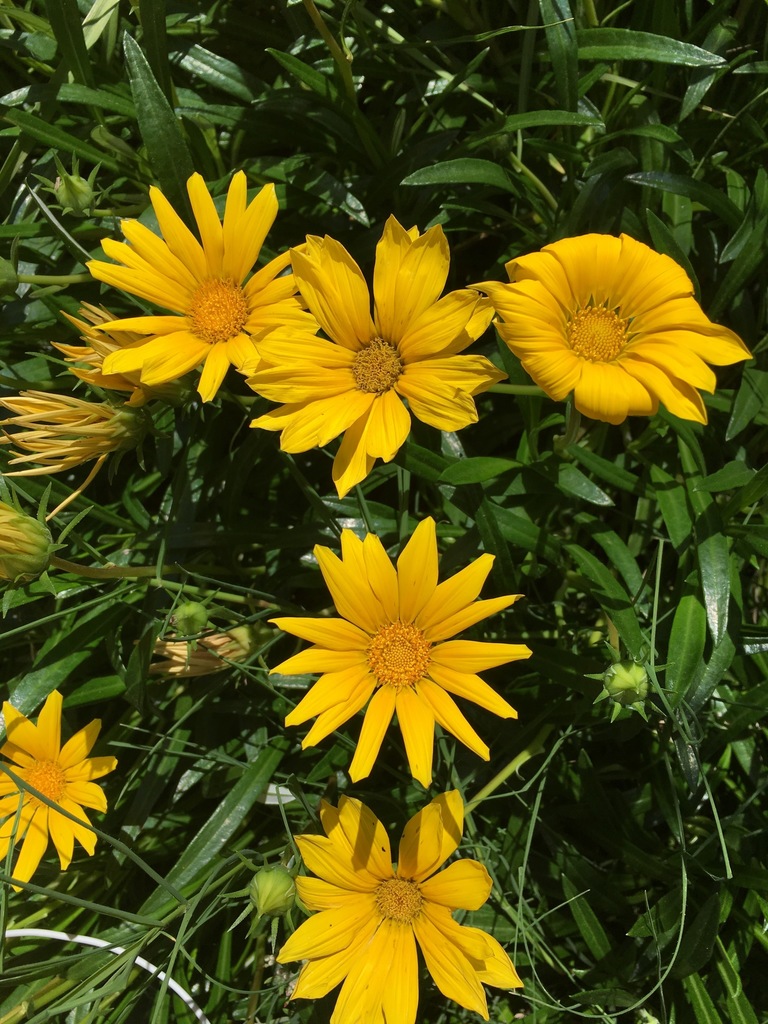 sunflowers, daisies, asters, and allies from Fresno City College on