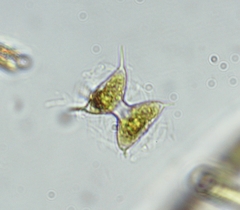 Staurodesmus cuspidatus