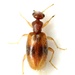 Anthicus ephippium - Photo (c) Mike Quinn, Austin, TX, some rights reserved (CC BY-NC), uploaded by Mike Quinn, Austin, TX