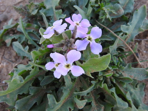 Image of Matthiola lunata by (c) Abdenour Kheloufi, some rights reserved (CC BY)